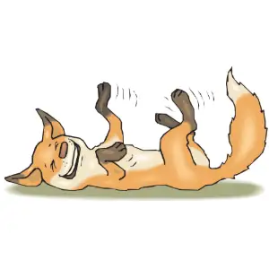 Fox Laughing Clipart