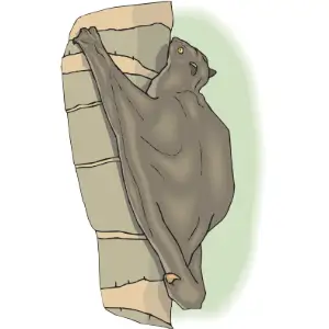 Bat Clipart