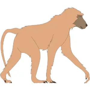 Baboon Clipart