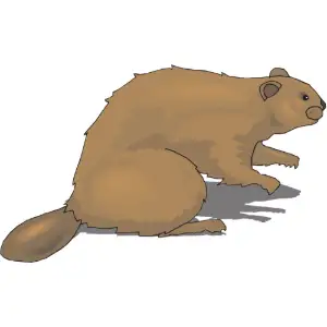 Beaver Clipart