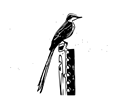 Scissor Tailed Flycatcher Sketch