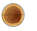 Circumference Of A Tree