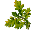 English oak (low resolution)
