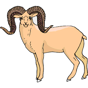 Sheep - Bighorn 4