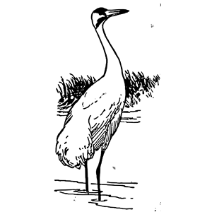 Whooping crane clipart, cliparts of Whooping crane free download (wmf ...