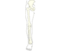 Bones - Leg 1