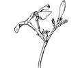 oleander flower and bud