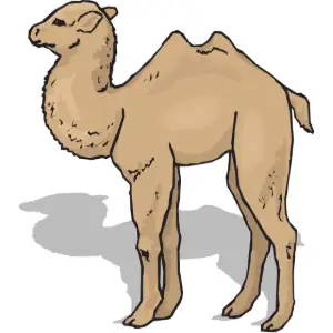 Animal, Camel