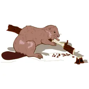 Beaver Clipart