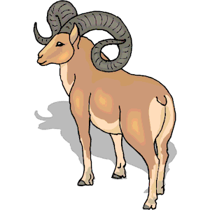 Sheep - Bighorn 5