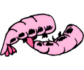 Shrimp 16