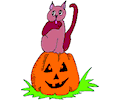 Cat on Pumpkin 1
