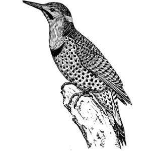 flicker Clipart
