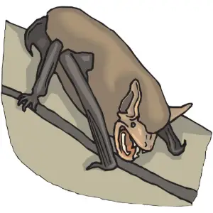 Bat Clipart