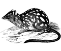 Northern Quoll