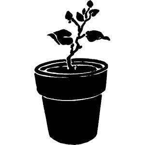 Plant - Potted