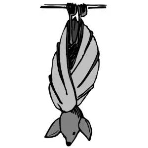 Bat Clipart