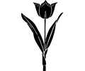 tulip silhouette