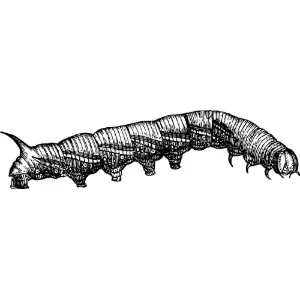 Caterpillar 4 Clipart