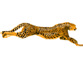 leopard_cheetah