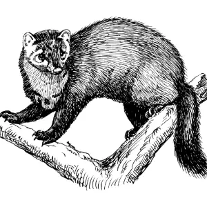 fisher 1 Clipart
