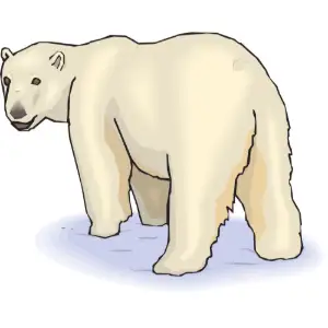 Bear Polar Clipart