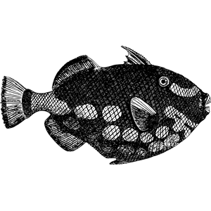 American triggerfish