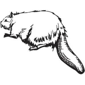 Beaver Clipart