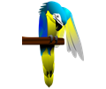 Blue and Yellow Macaw Parrot