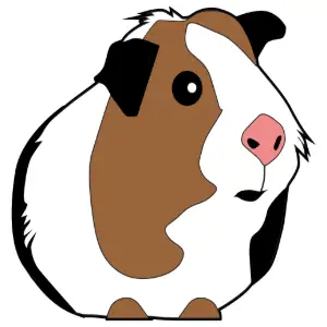 Guinea Pig Illustration Clipart