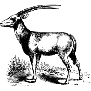 Oryx 2