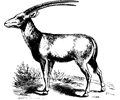 Oryx 2