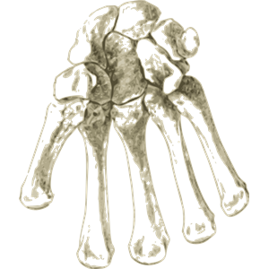 Bones in Human hand