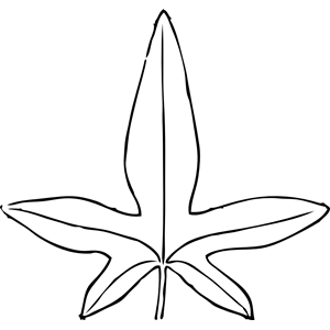 ivy leaf 1