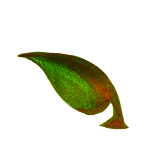 Calligraphic Illustration- Leaf, Twig, Plant- 5
