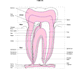 Chart - Tooth
