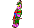 Parrot 13