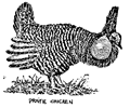 Prairie Chicken