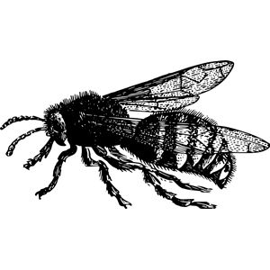 Basic Bee