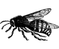 Basic Bee