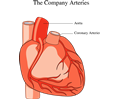 heart, medical diagram