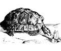 Moorish tortoise