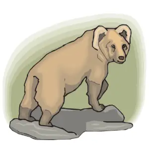 Bear Clipart