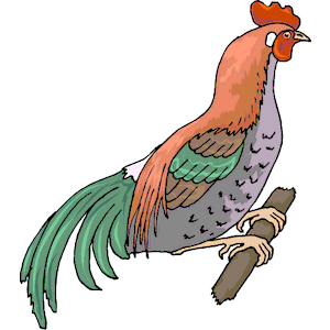 Chicken 17