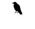 crow 01
