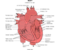 Chart - Heart