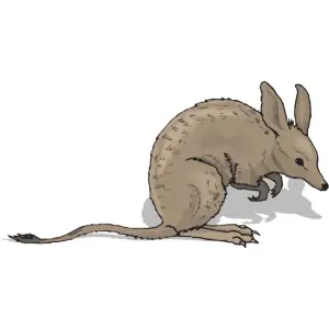 Bandicoot Clipart