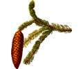 Common spruce (detailed)