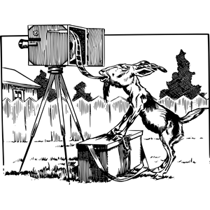 Goat Eats Film from Camera