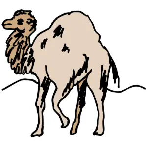 Animal, Camel